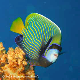 Angelfish